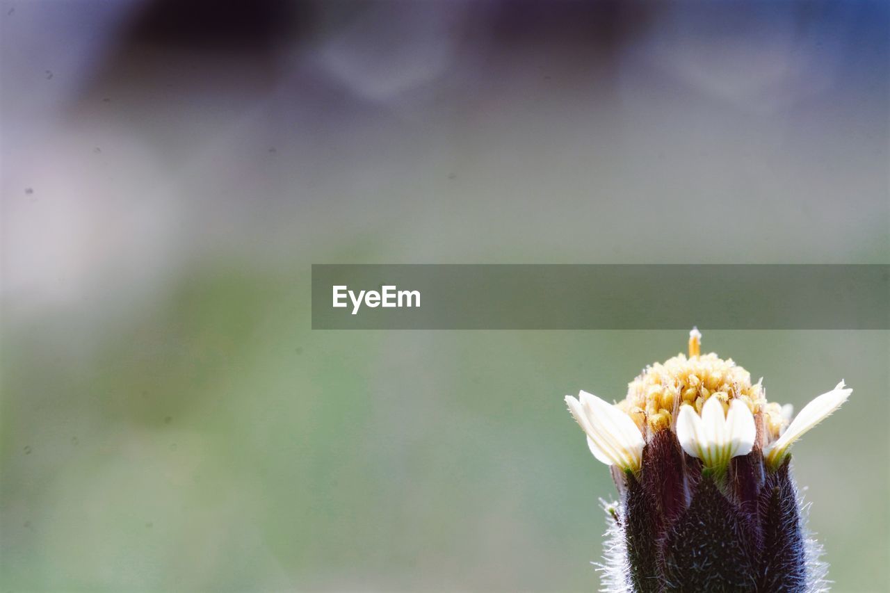 CLOSE-UP OF WHITE FLOWER