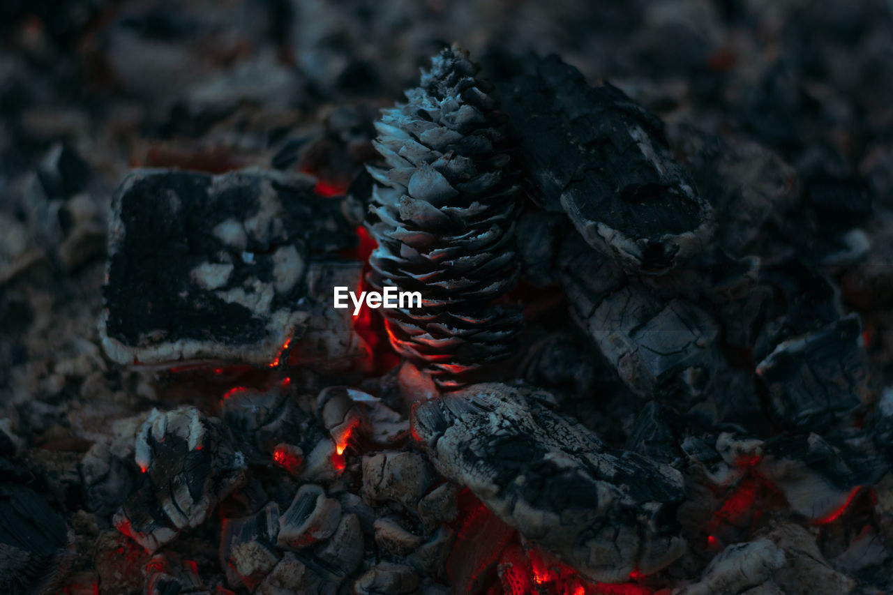 Close-up of pine cone burning with firewood