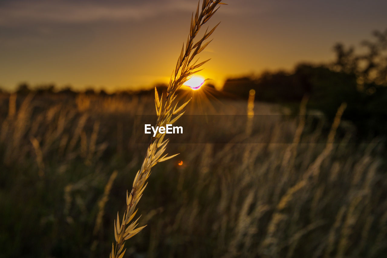 cereal plant, plant, crop, agriculture, sunset, sky, landscape, rural scene, nature, field, land, growth, sunlight, sun, wheat, gold, beauty in nature, environment, dusk, barley, yellow, summer, grass, twilight, farm, food, close-up, no people, focus on foreground, multi colored, food and drink, tranquility, plant stem, vibrant color, scenics - nature, outdoors, seed, cloud, backgrounds, corn, harvesting, extreme close-up, back lit, macro, idyllic, silhouette, horizon, tranquil scene, non-urban scene, food grain, leaf, autumn, organic, copy space, cultivated, ripe, meadow, sunbeam, light, freshness, hordeum, orange color, selective focus, plain, vegetable, urban skyline