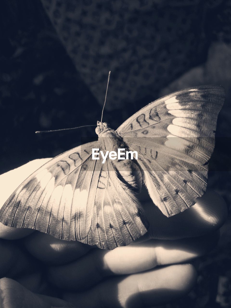 Close-up of butterfly on hand