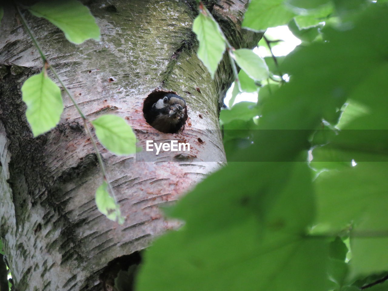 CLOSE-UP OF A BIRD ON TREE