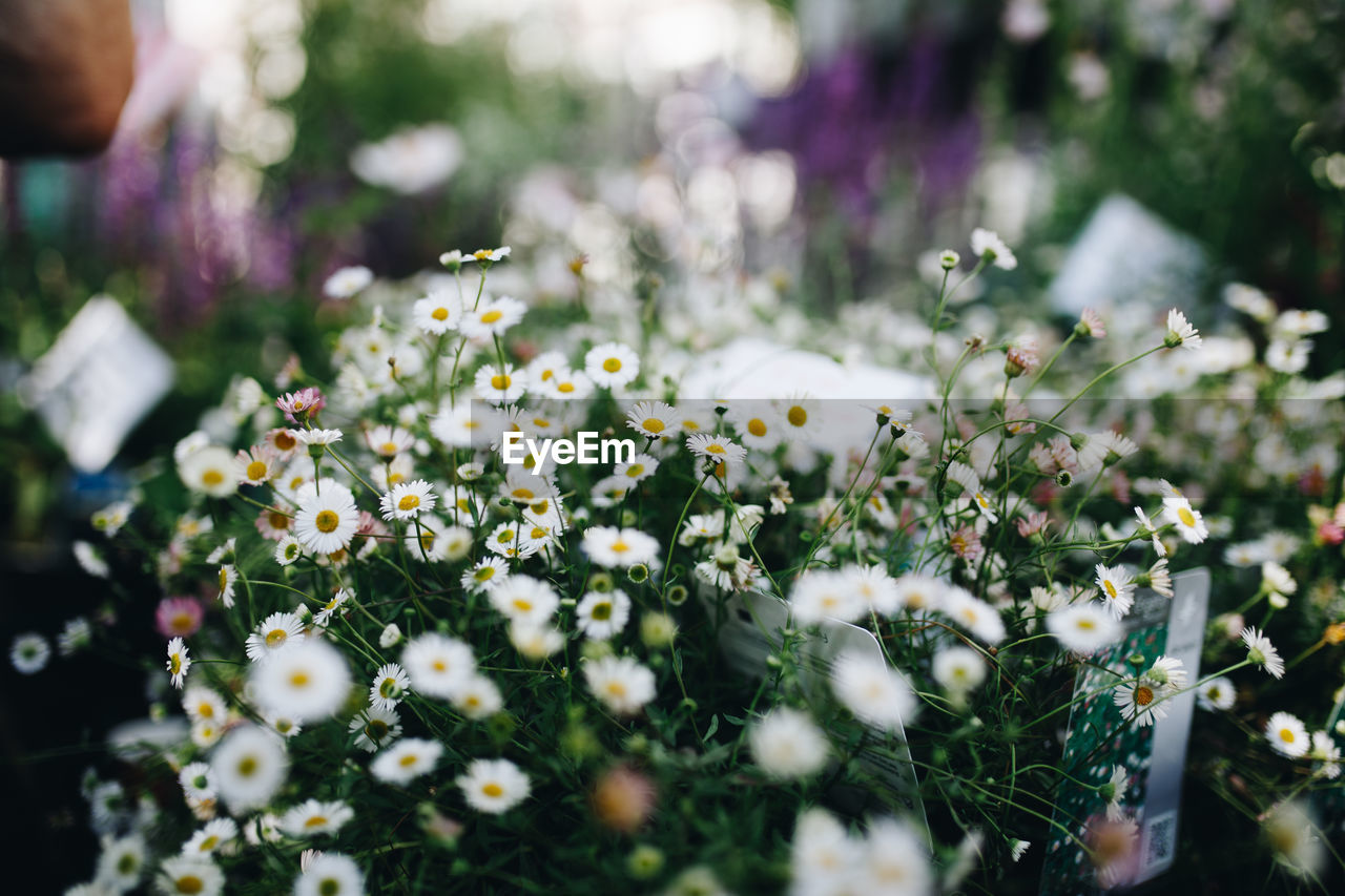 CLOSE-UP OF WHITE FLOWERING PLANTS