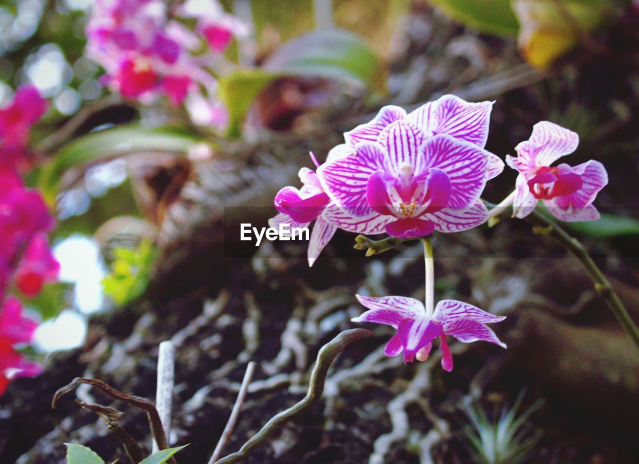 CLOSE-UP OF PINK FLOWERS BLOOMING