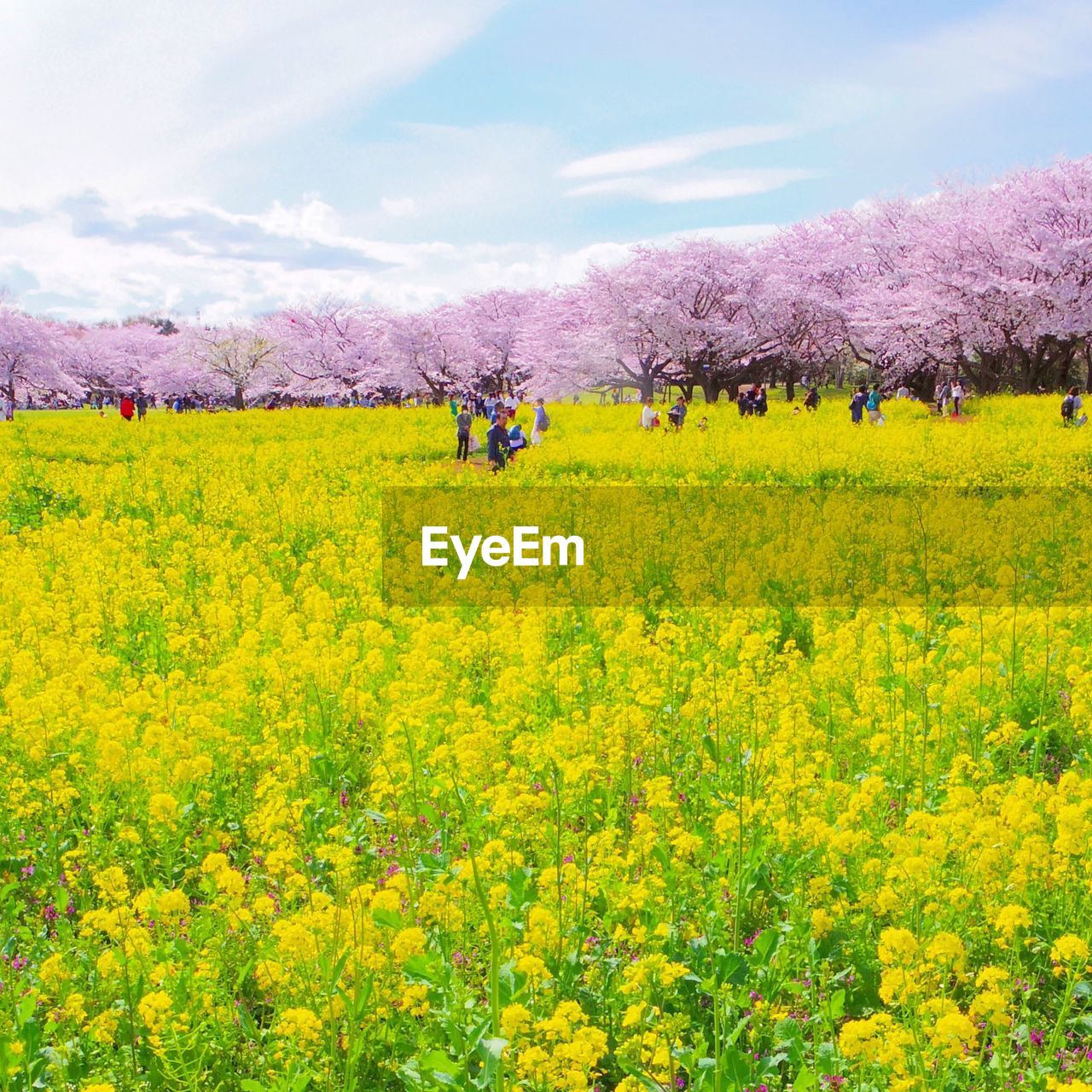 VIEW OF YELLOW FLOWERS IN FIELD