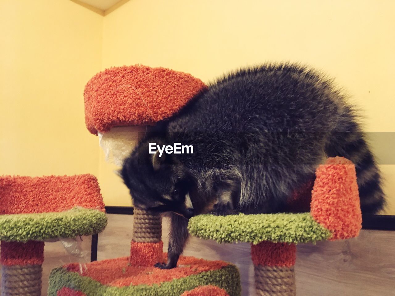 CLOSE-UP OF A CAT RELAXING ON TABLE