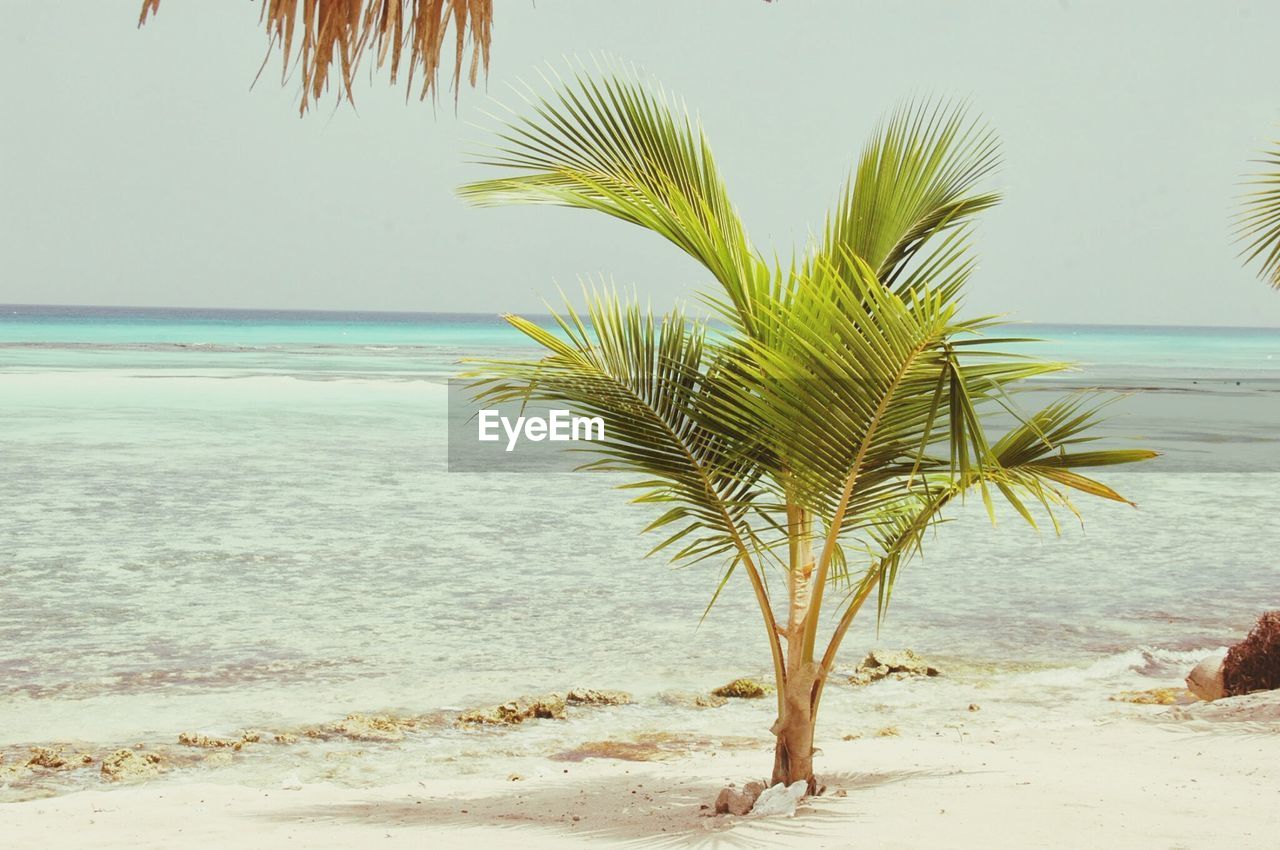 Palm tree at beach