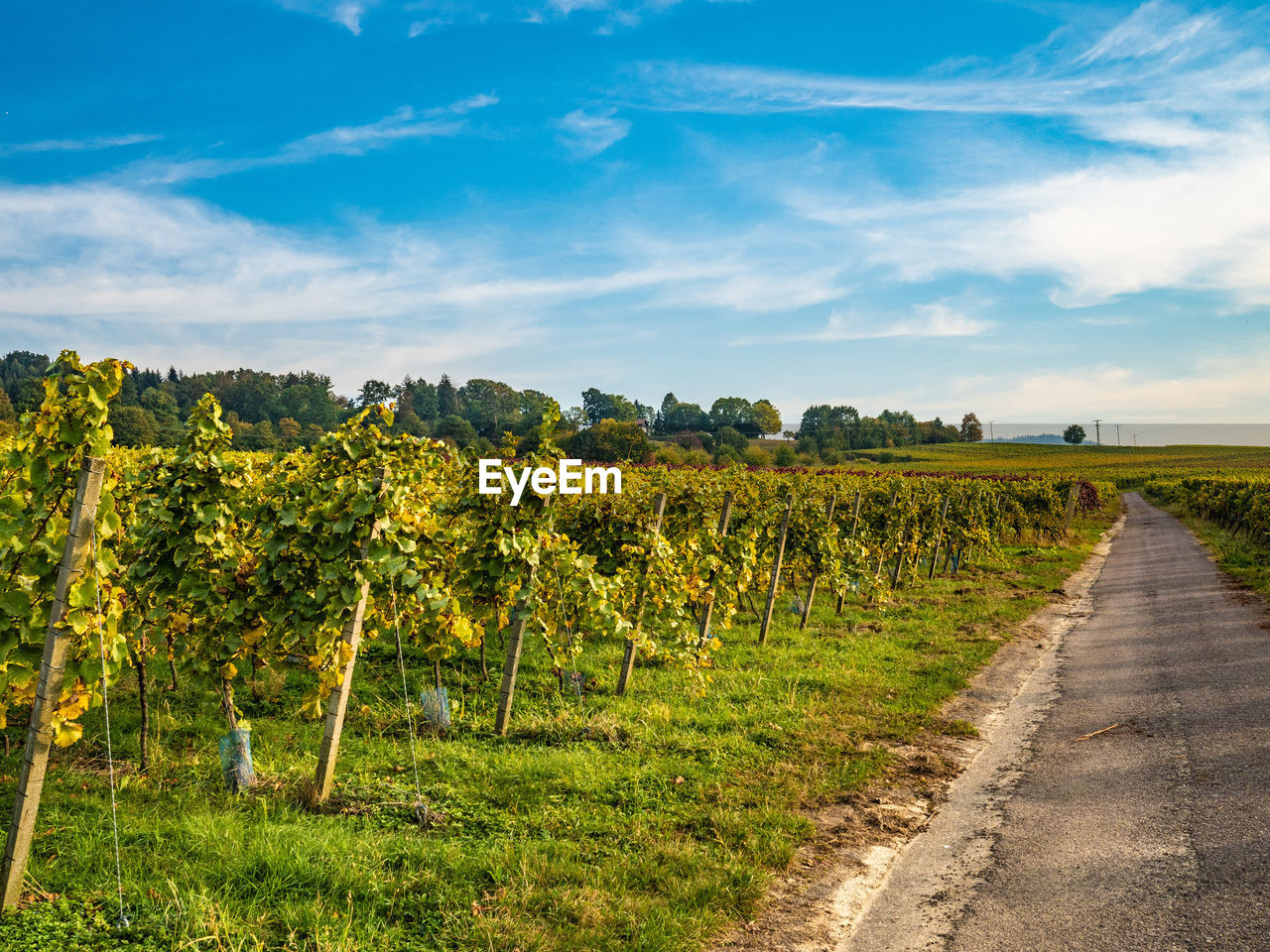 VINEYARD AGAINST SKY