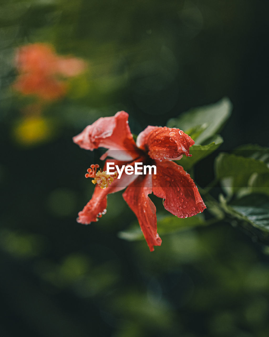 Close-up of red flower, hibiscus flower in costa rica