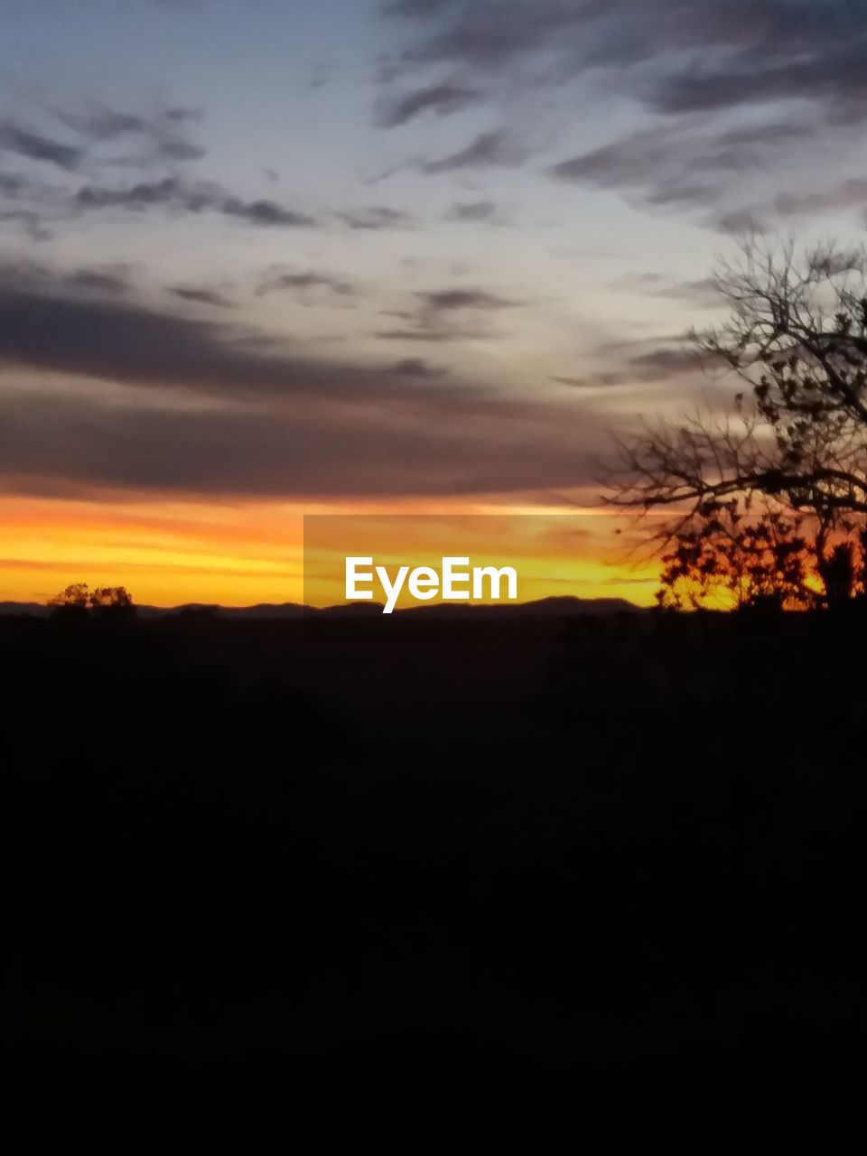 SILHOUETTE OF TREES ON LANDSCAPE AT SUNSET