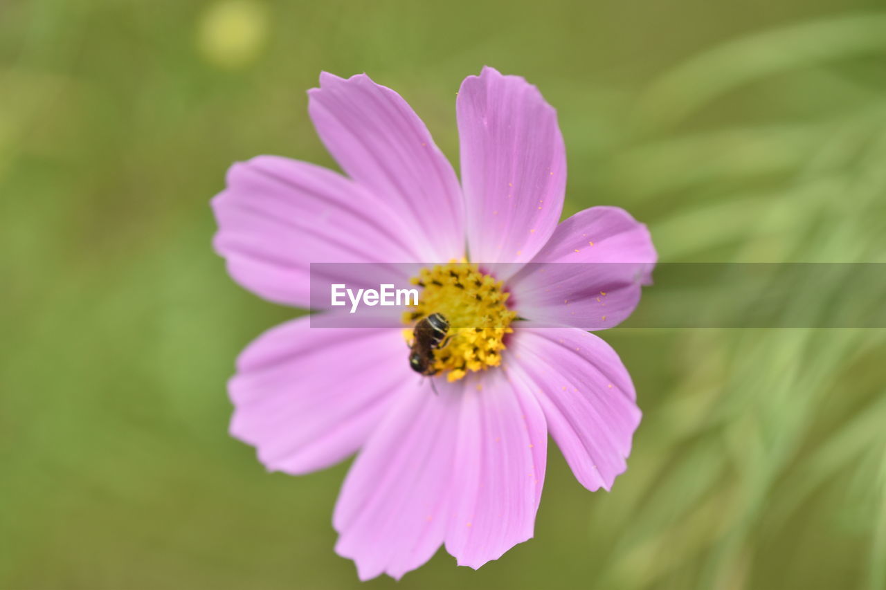 Close-up of purple cosmos flower