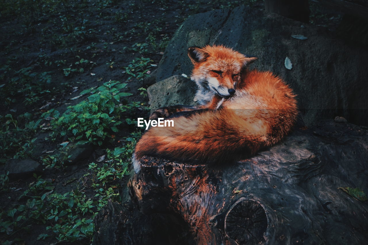 Fox sitting on tree trunk in forest
