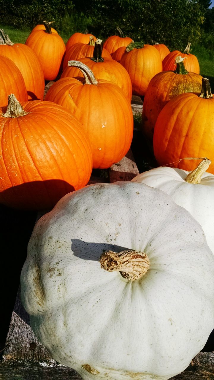 Close-up of pumpkins