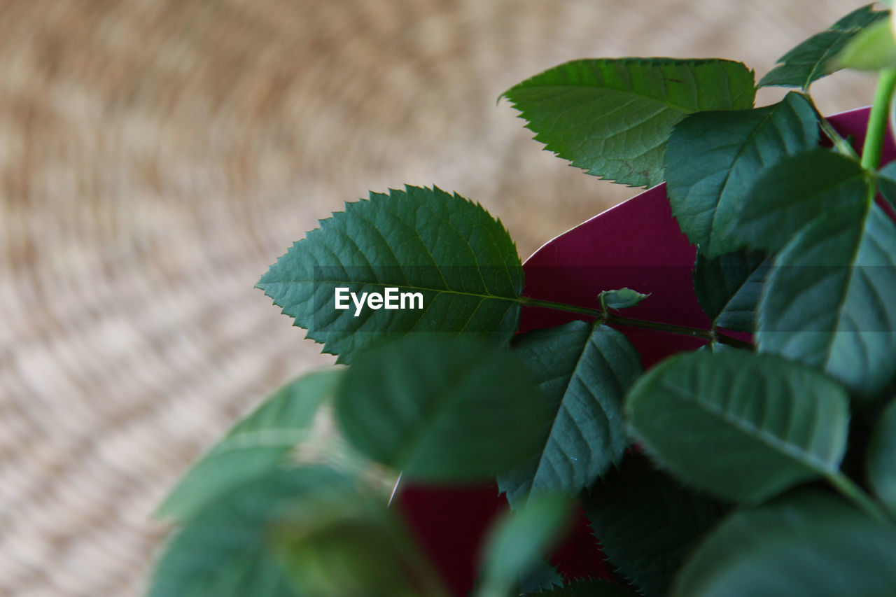 leaf, plant part, green, plant, nature, flower, close-up, growth, no people, beauty in nature, freshness, outdoors, macro photography, selective focus, red, food and drink, petal, tree, food, day, leaf vein, branch