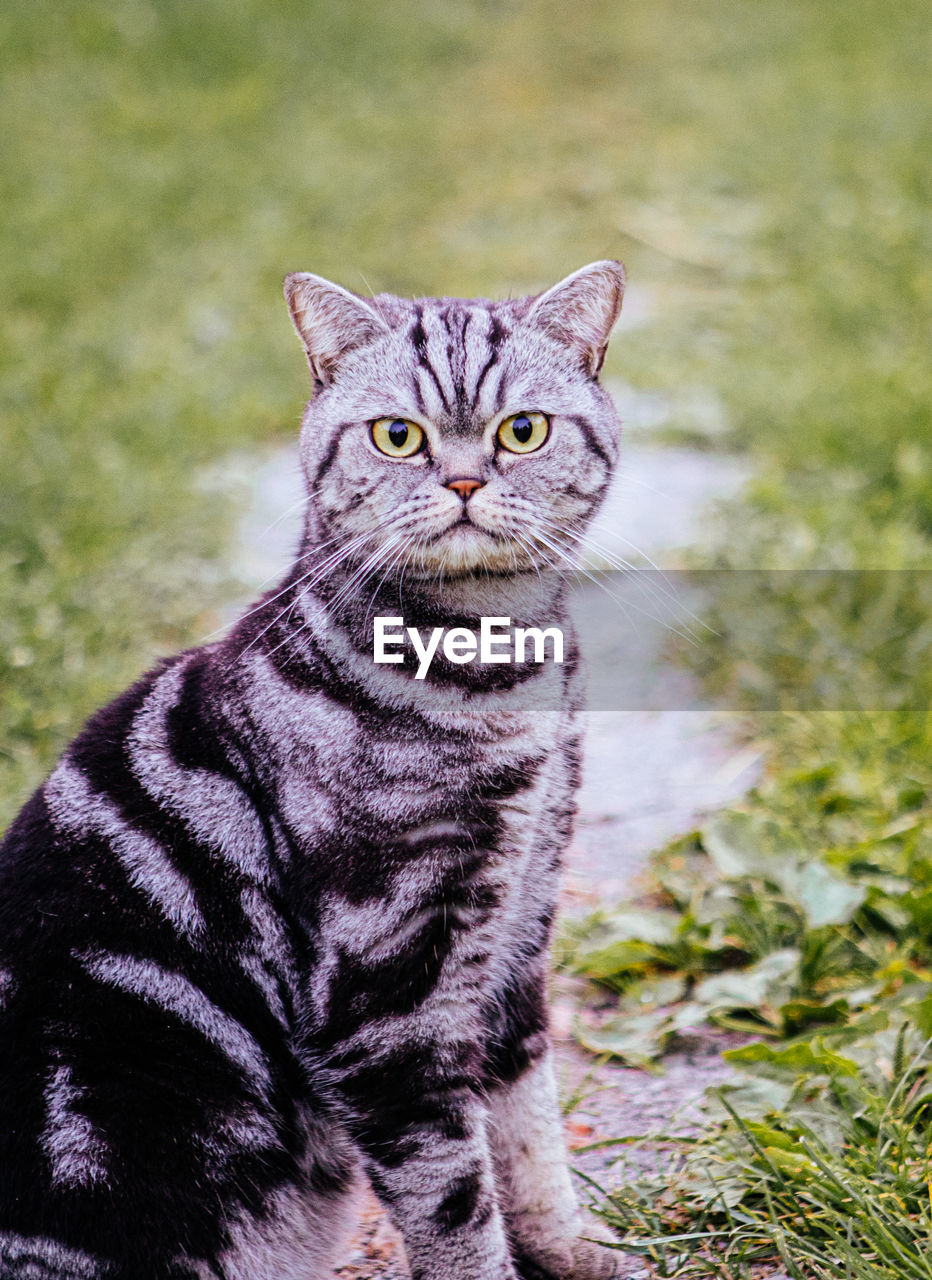 Portrait of tabby cat on field