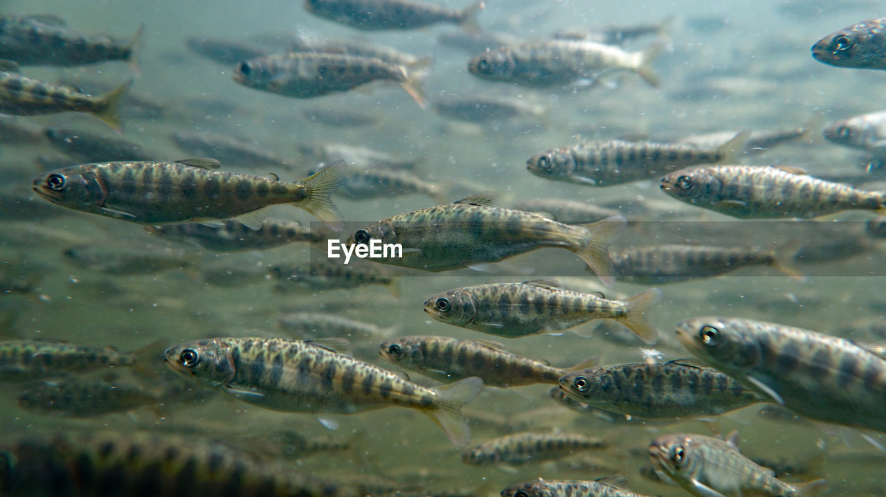 VIEW OF FISH UNDERWATER