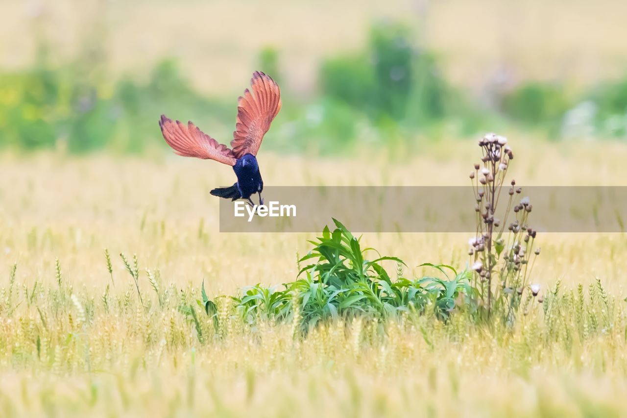 BUTTERFLY FLYING OVER GRASS