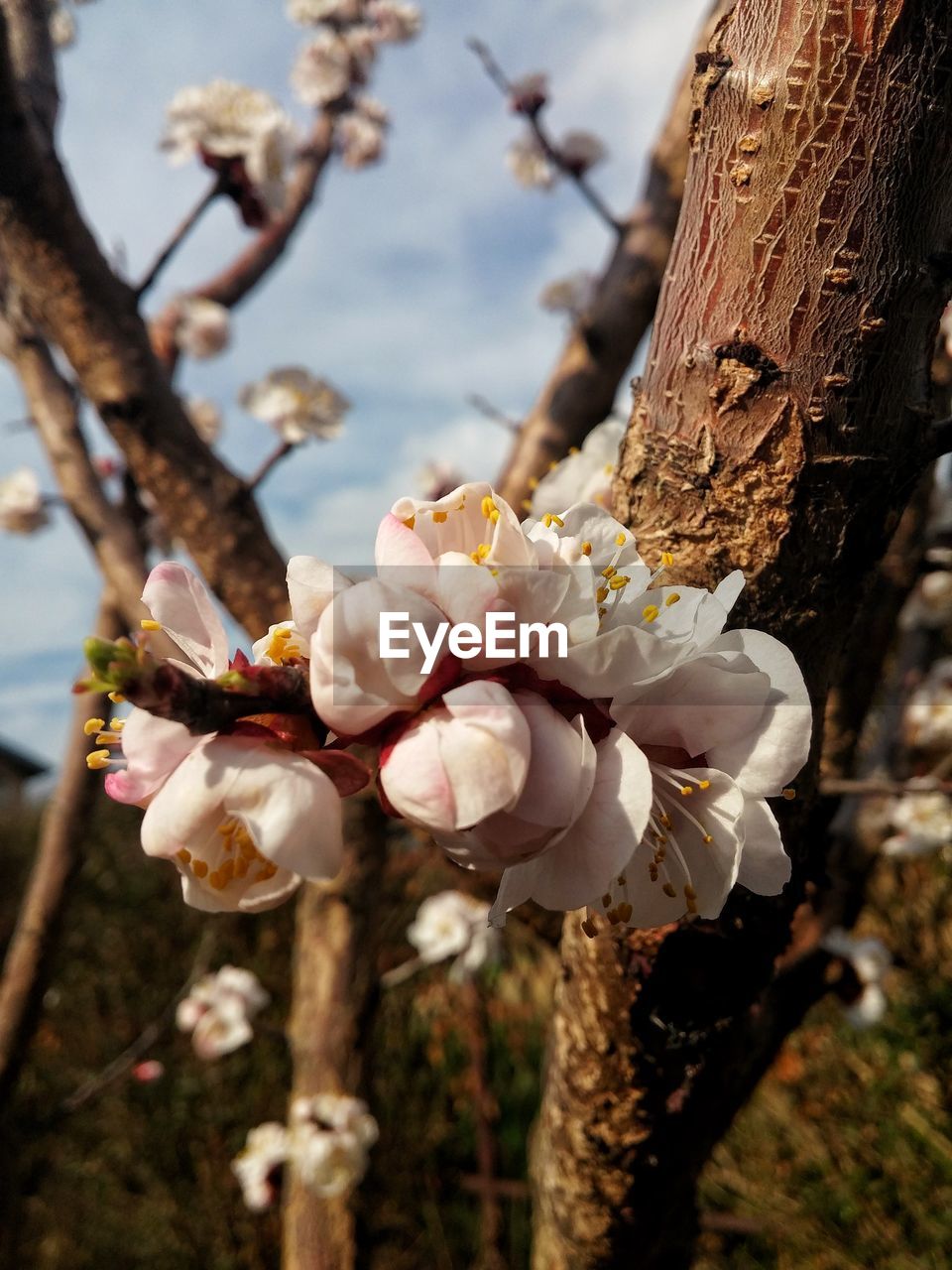 CLOSE-UP OF CHERRY BLOSSOMS ON TREE