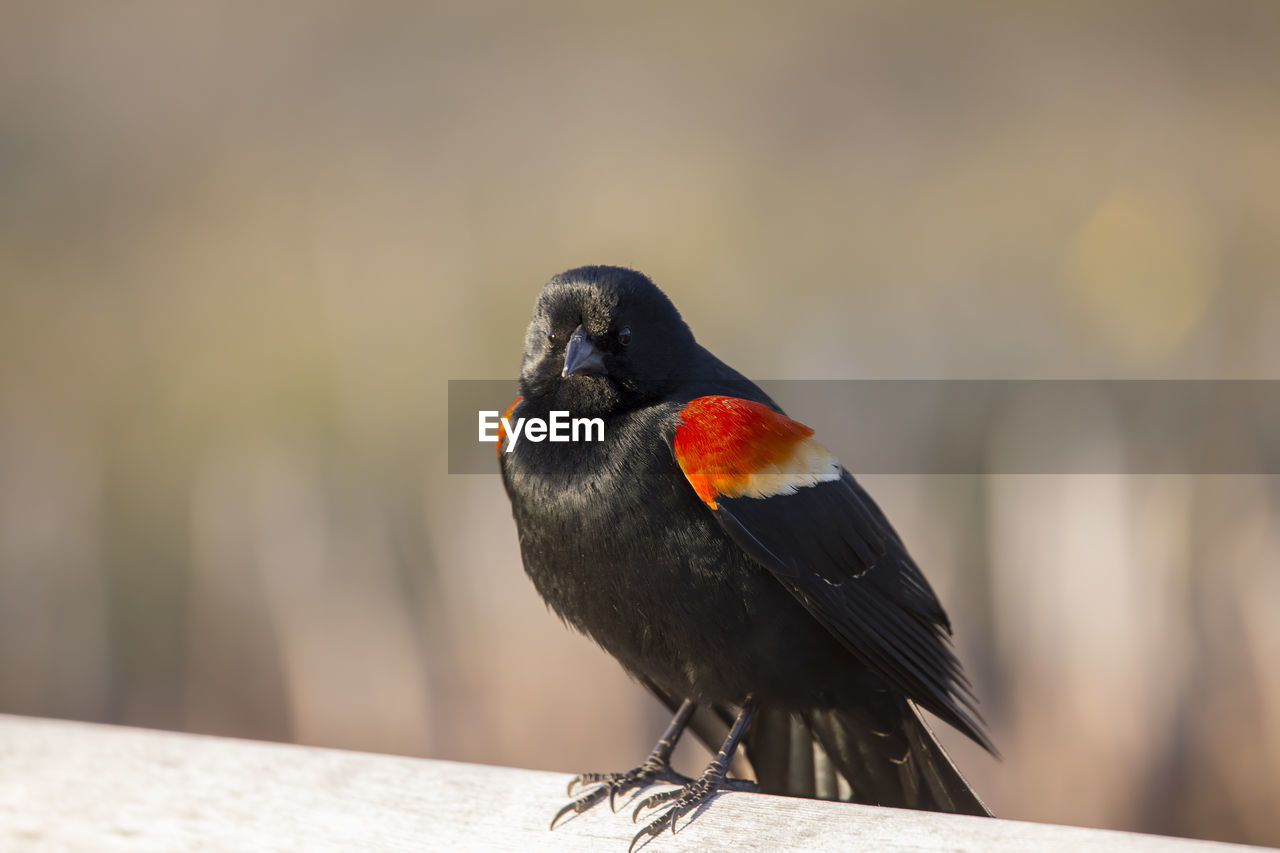 Closeup of adult male red-winged blackbird perched on wood bench staring with angry expression 