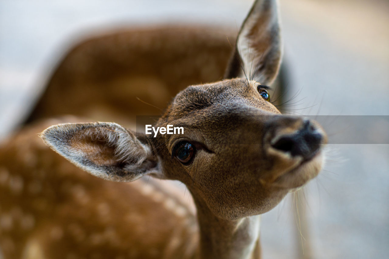 Close-up portrait of a deer