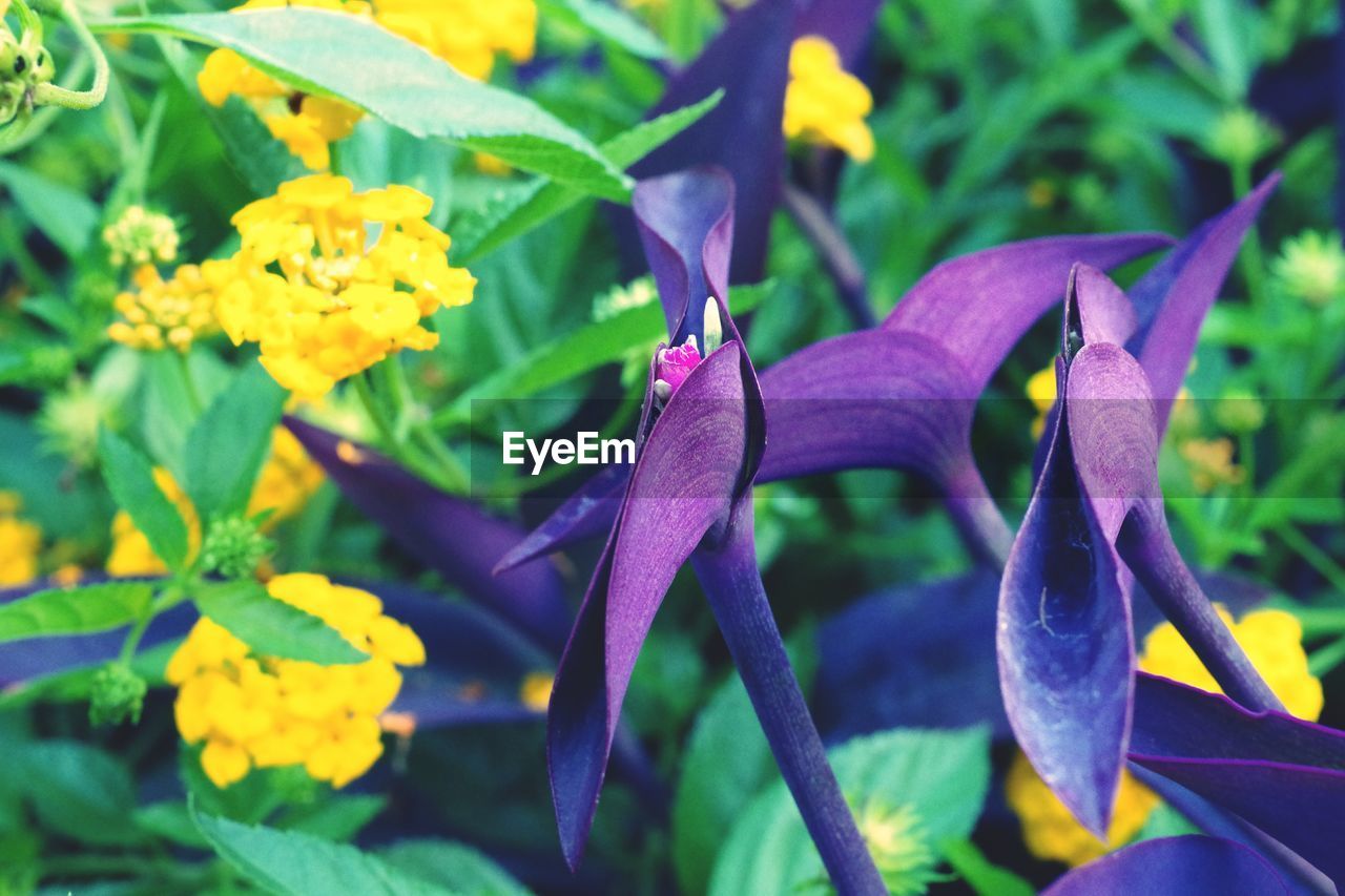 flower, petal, fragility, growth, beauty in nature, nature, purple, plant, flower head, freshness, close-up, no people, outdoors, day, leaf, yellow, blooming, iris - plant