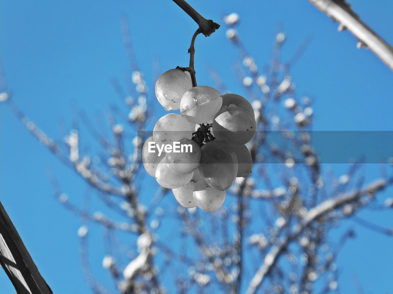 LOW ANGLE VIEW OF CHERRY BLOSSOM