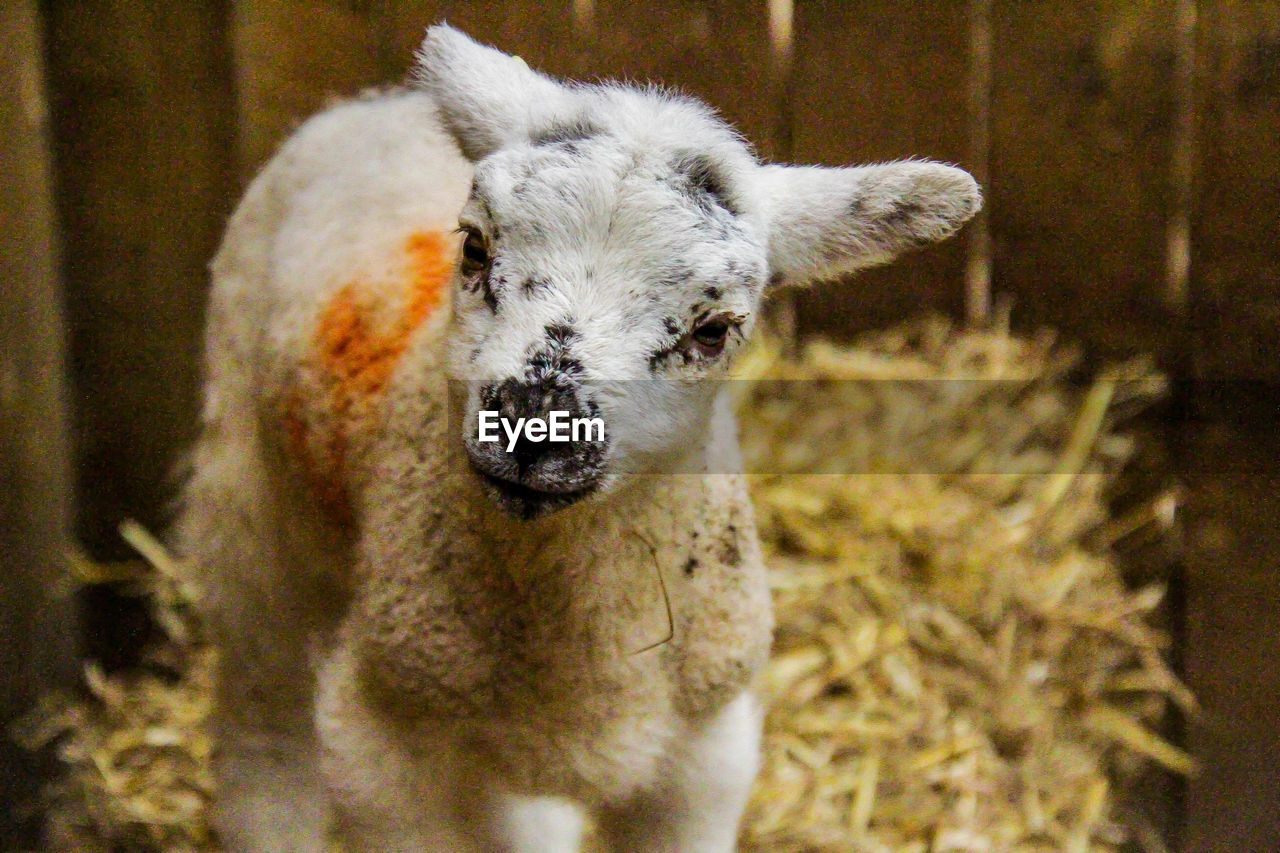 Close-up portrait of lamb standing in pen
