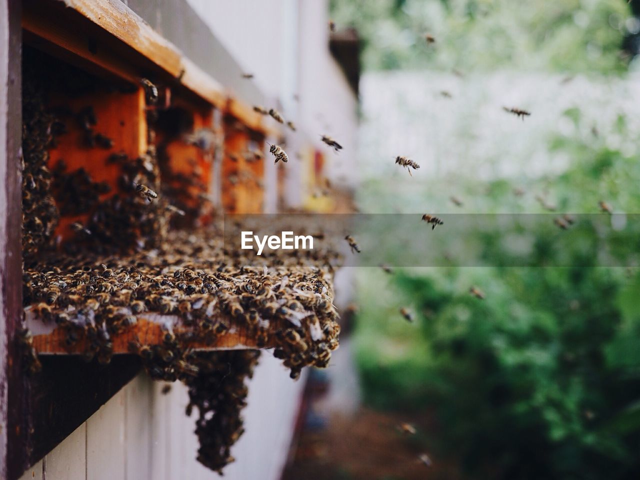 Honey bees flying around beehive