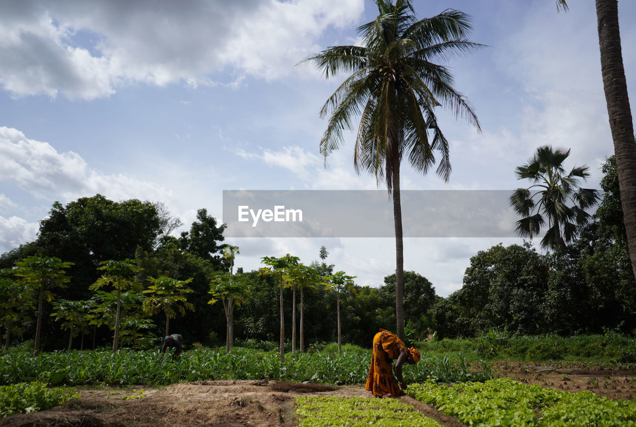 Woman working in farm against sky