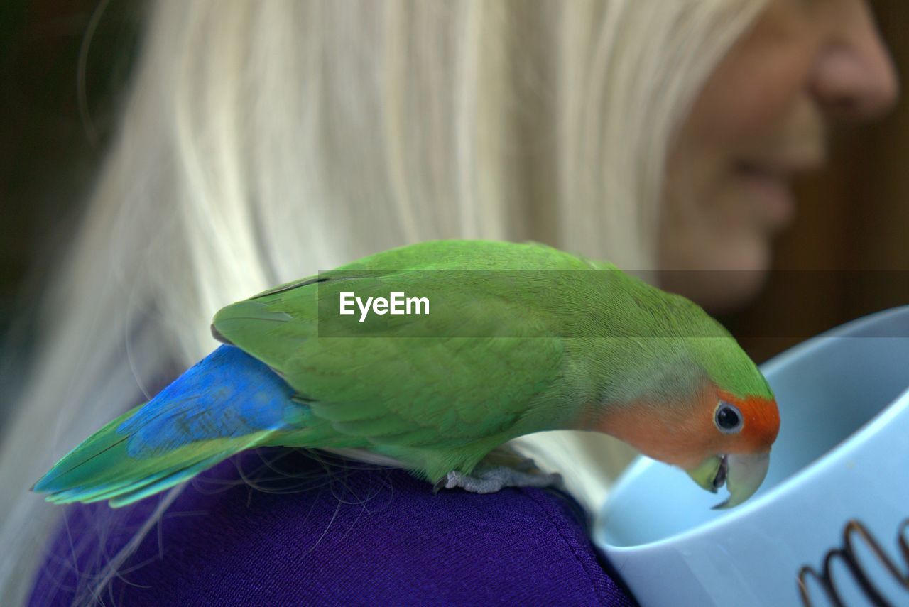 Close-up of a parrot