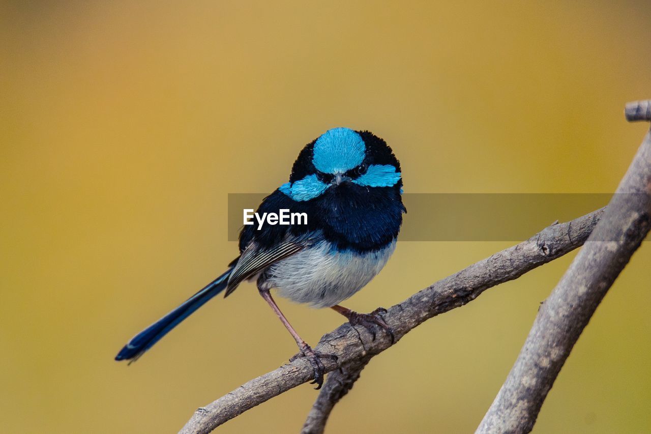 Close-up of bird perching on branch