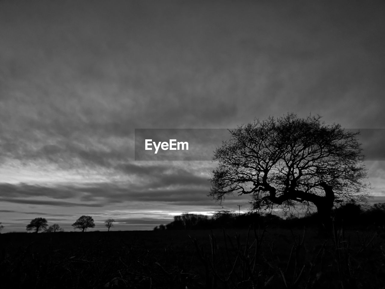 Silhouette bare tree on field against sky