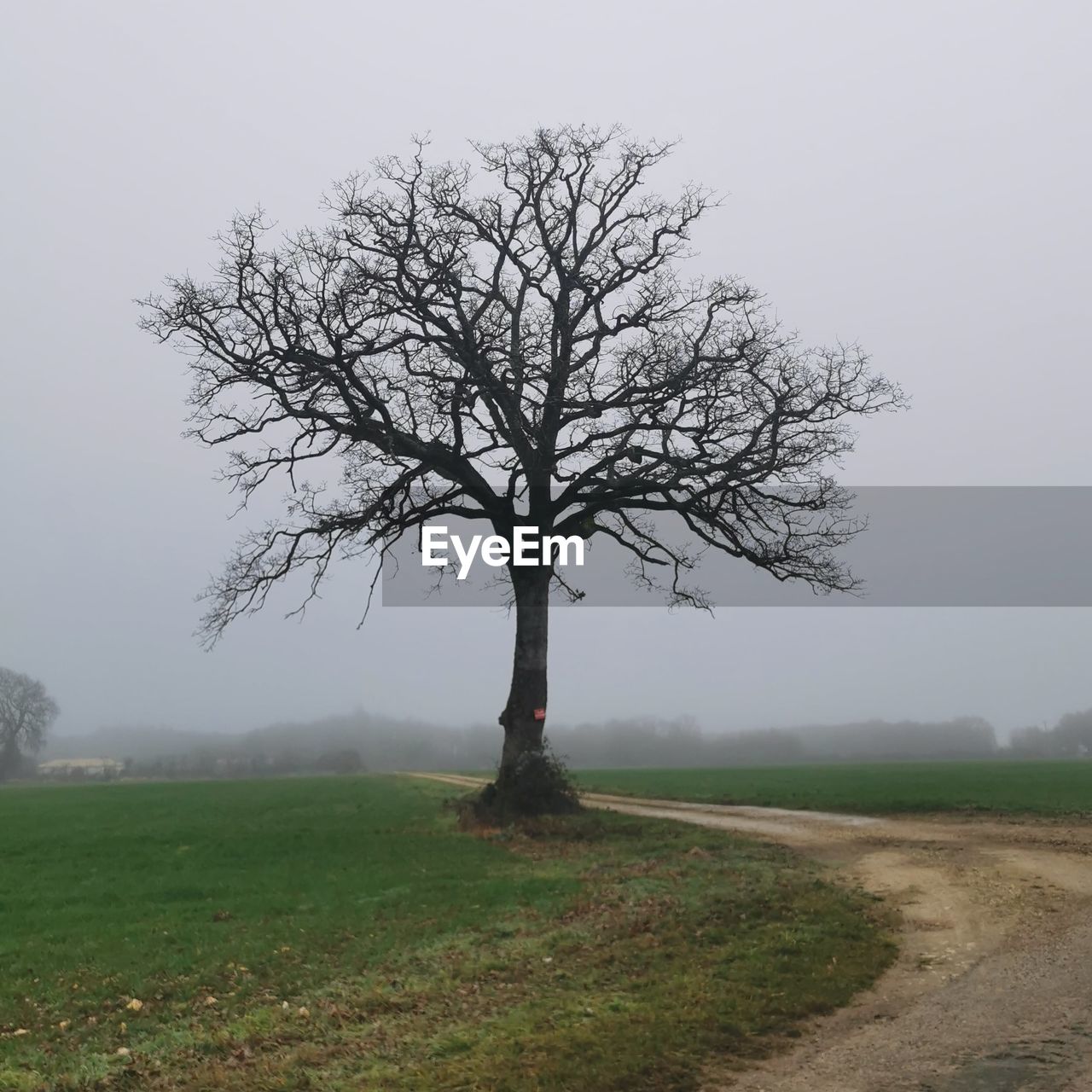tree, plant, fog, environment, landscape, nature, grass, sky, bare tree, field, land, no people, mist, beauty in nature, tranquility, morning, branch, scenics - nature, rural area, outdoors, rural scene, tranquil scene, tree trunk, trunk, single tree, non-urban scene