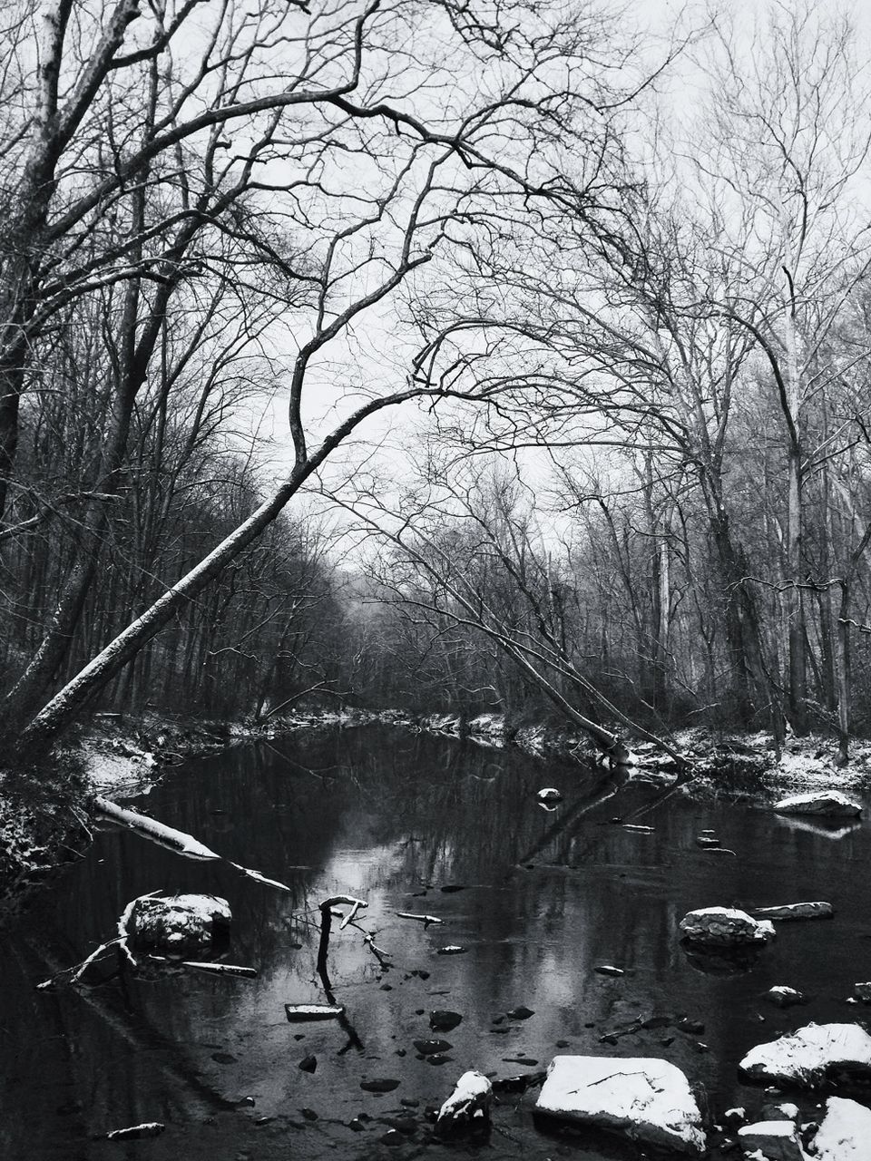 River amidst bare trees