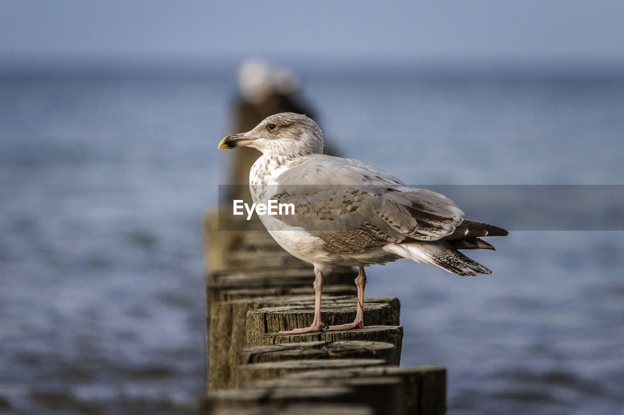 SEAGULL PERCHING ON WOODEN POST AGAINST SEA