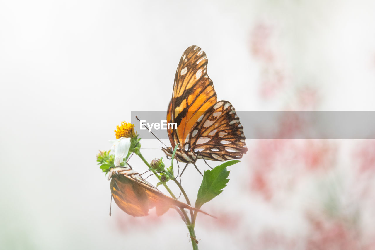 Butterflies tango