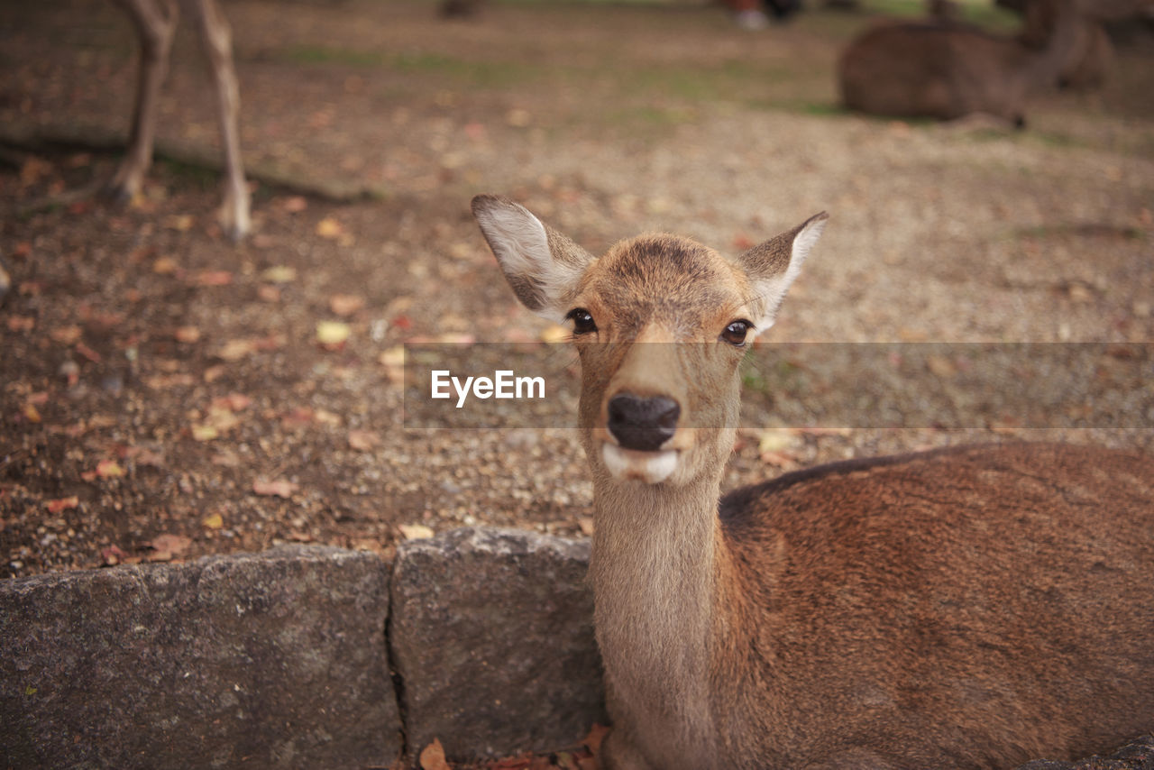 Portrait of deer on field