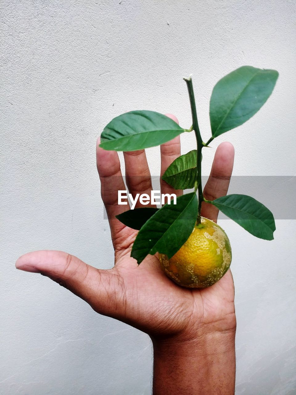 Cropped hand holding orange fruit against wall