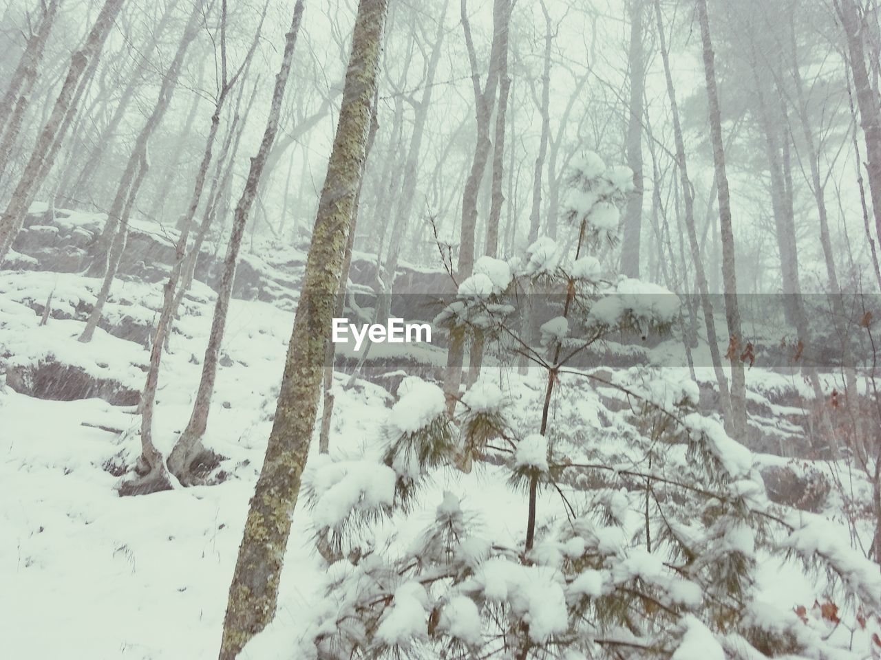 SNOW COVERED BARE TREES