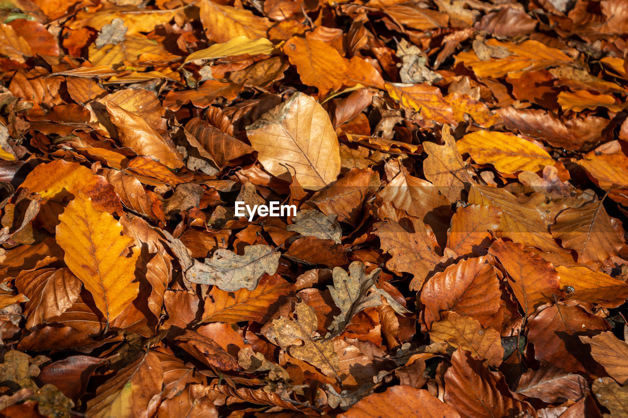 The autumn leaves of the beech and oak lie on the ground, in all the beautiful autumn colors. 