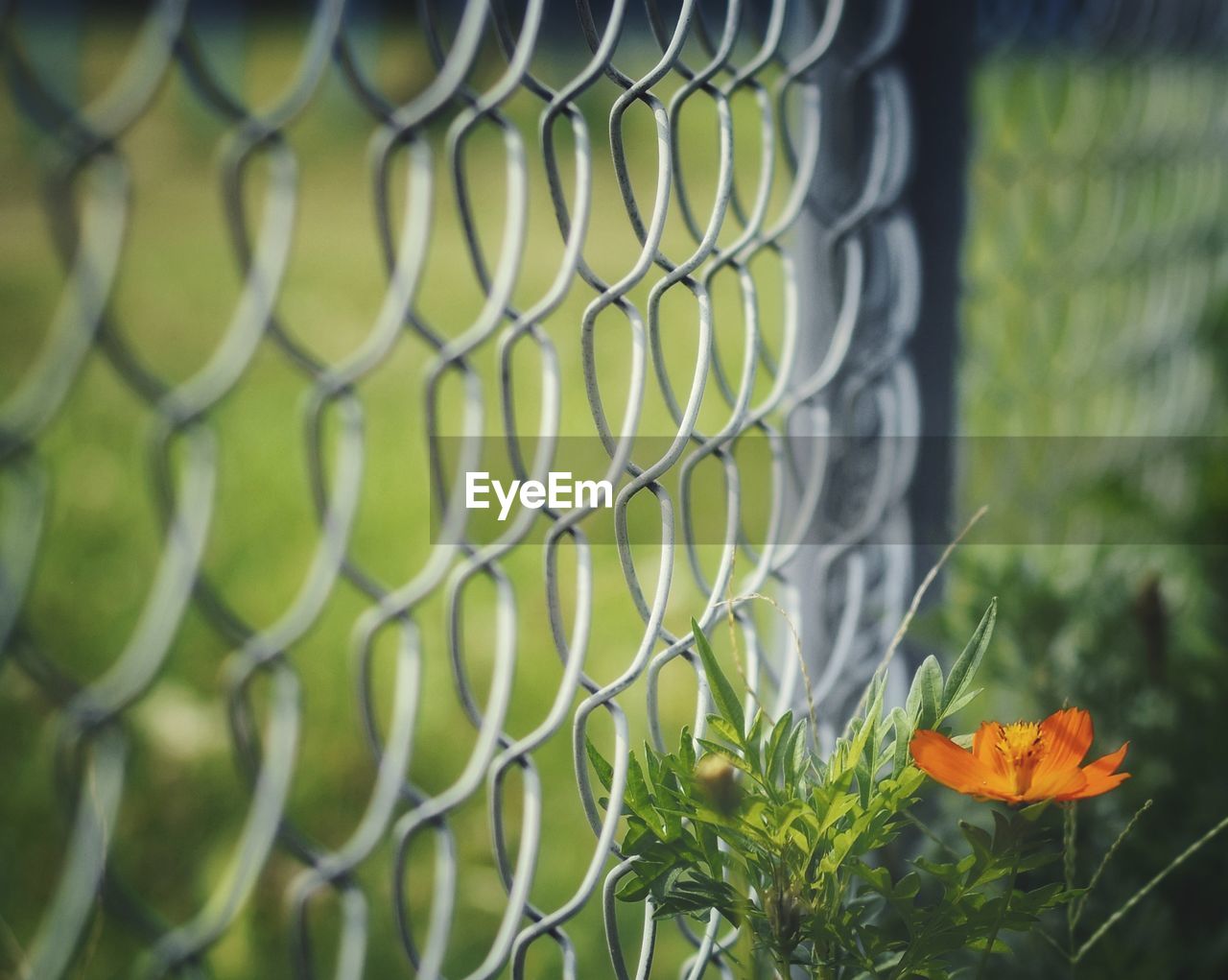 Close-up of flowering plants on chainlink fence