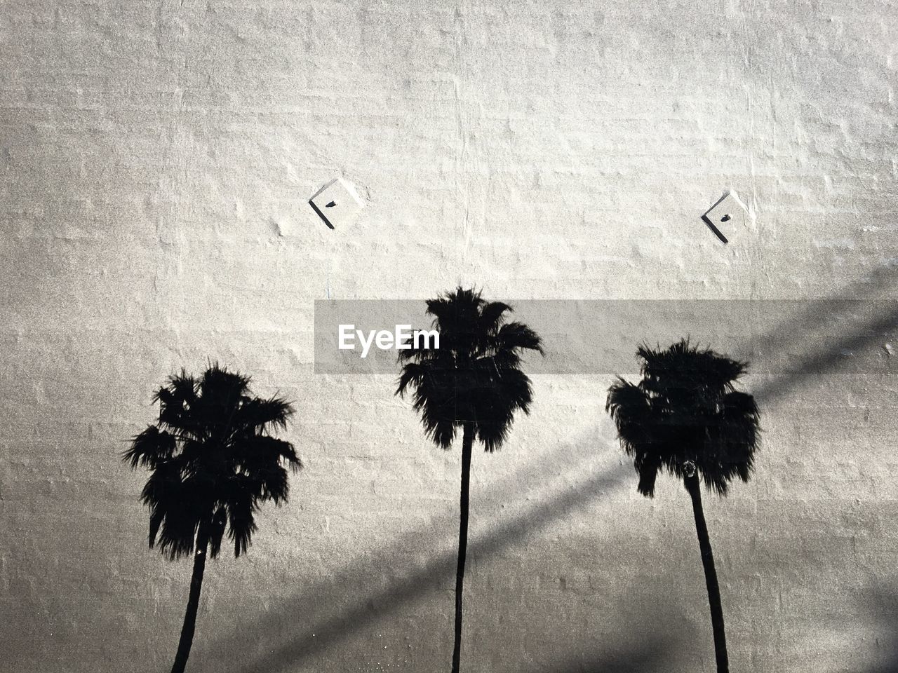 Palm tree paintings on wall
