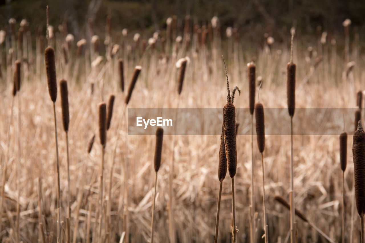 Close-up of stalks against blurred background