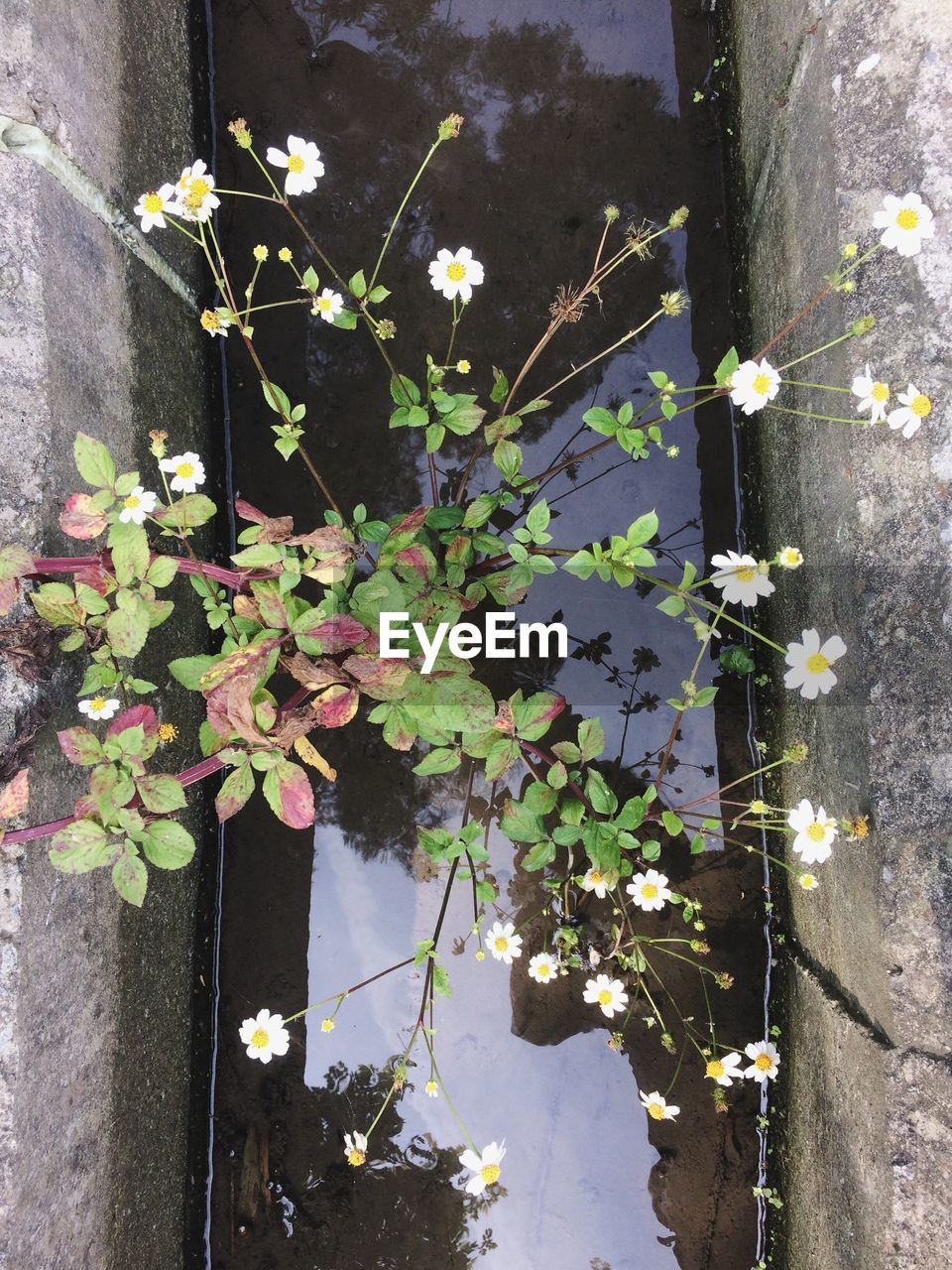 IVY GROWING ON PLANTS