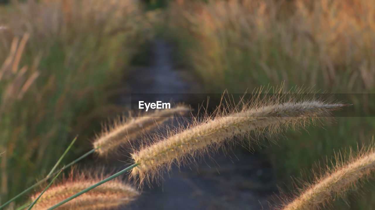 Close-up of grass