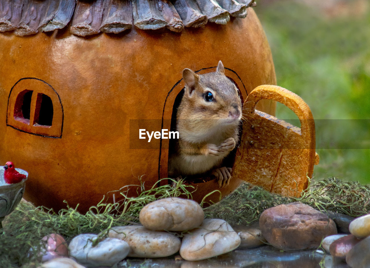 Chipmunk stands in the doorway of her little gourd home, waiting for some company