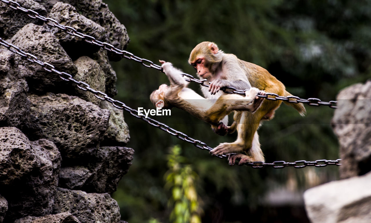 Monkeys on chains in forest