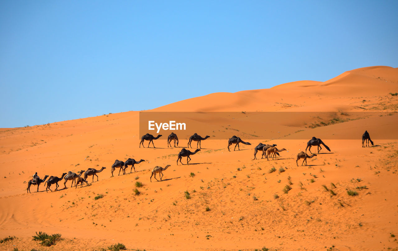 Camels walking on desert against clear blue sky