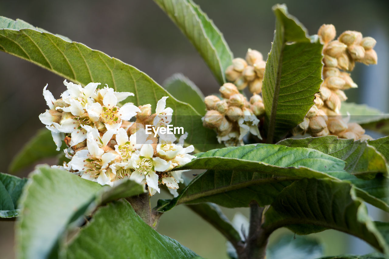 CLOSE-UP OF FRESH WHITE FLOWERING PLANT