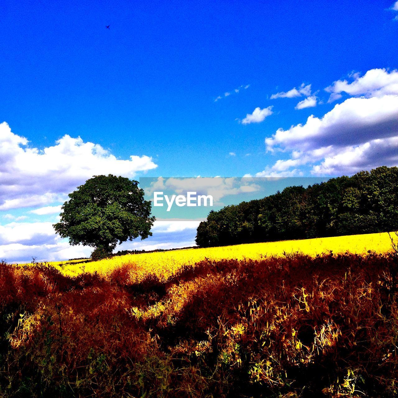 TREES ON FIELD AGAINST SKY