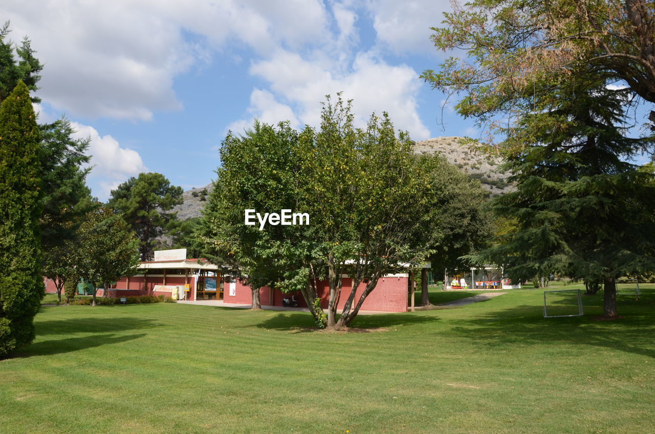 TREES AND PLANTS GROWING IN LAWN